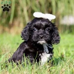 Pansey/Cockapoo									Puppy/Female	/7 Weeks,Pansey is the sweetest baby Cockapoo around! With her expressive face and twinkling puppy dog eyes she is used to getting her way:) This little sweetheart has us all wrapped around her little paw. A soft, silky coat and rambunctious personality are just a few of her winning qualities. Highly trainable, focused, and extremely adorable, the Cockapoo was built for family life. If you are looking for a dog that will keep up with the fast-paced and ever-changing schedule of a family with kids, this is the perfect match. We socialize our pups from the moment they are born so that they join new homes with a confident and adaptable demeanor. These pups are mellow and even tempered.