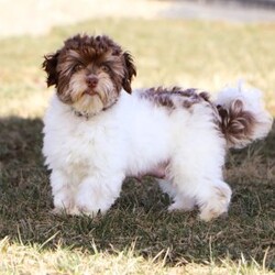 Emmie/Havanese									Puppy/Female	/7 Weeks,Meet Emmie an adorable AKC Havanese puppy! This little charmer with her silky coat and big expressive eyes is the epitome of cuteness. Known for her cheerful and affectionate nature, Emmie loves to be the center of attention and is always up for a cuddle or playtime. Emmie’s small size and friendly demeanor makes her the perfect companion for any family. Smart and eager to please, she is easy to train and will quickly become the heart of your home. She is bursting with energy and love, spend a little time with her and you will have found your new bestie! Emmie has been given the utmost care and attention since day one, she will arrive at her new home with the first veterinary check already complete, microchipped, her AKC registration paperwork, current on vaccinations and dewormer, and our one year health guarantee will be included. Momma to this baby is a adorable girl named Tammy, she is so sweet and is the best momma to her little ones. Tammy weighs 11lbs. The dad is named Nico he loves going on walks and hanging out with his favorite people. Nico is a adorable Havanese and he weighs 9lbs. Both Nico & Tammy have their OFA certifications. Whether you’re seeking a playful partner for outdoor adventures this summer or a cuddly companion for cozy evenings, our puppies are sure to bring warmth and joy to your home. If you would like to schedule a visit with one of the babies or have any more questions please give me a call Thanks, Irma Miller