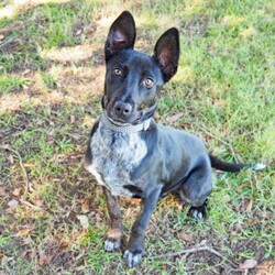 Winter/Mastiff / Australian Cattle Dog/Male/1 Year 9 Months,Hello lovely human! My name is Winter. I'm a super sweet, gentle calm dog with some great skills already under my belt! I can be a little shy at times, especially when I first experience new areas and things, but I'm willing to learn and not be so scared anymore. Maybe you could be my person to help me overcome my fears, walk beside me and give me the encouragement I need? My new home will ideally let me hang out indoors and out, and adult only household just so I can settle in a calmer environment. I will need to go to a home with another dog who can help me build my confidence. I am currently living with a foster carer where I am living with some doggie friends. Having canine companions in the home have helped me to build my confidence and offer me additional support I need in everyday life. Because I am living in a foster home at the moment, you will need to call the shelter to book an appointment to meet me. If you think a little cutie like me could be your new mate, give the shelter a call to arrange a time to come and meet me! Be sure to bring all members living in the household including any other dogs. XX Winter My adoption fee is $500 and I come desexed & microchipped, with my vaccinations & flea, tick and worming treatments all up to date