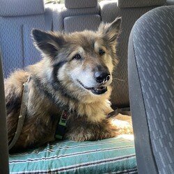 River/German Shepherd Dog (Long Stock Coat) / Siberian Husky/Female/10 Years 6 Months,Hello everyone, my name is River! Are you my retirement home? I am an older gentle girl looking for a cozy place to spend her days, I could be a great addition to a quieter more relaxed home life. I really enjoy the company of people, even just lying near them or following them around, sometimes treats are great but mostly I just want the attention and cozy spots to curl up in while you're with me. I can show some distress when I'm alone, but this can be easily managed with secure color bond fencing and someone home more often than not for the initial settling in and bonding period. I would love to go to a place where the owners have breed experience, as I am a big fluff of a German Shepherd! I think other dogs are cool, but I don't really like them in my space. I'm suited to a home with no other dogs so I can be the happiest vegemite in town. If you are an experienced owner looking for the one, pick me!! I do like to chase lizards and other wildlife, so if you have lots of critters around, I may not be suited as I like to play too rough with them! I may be shy at first, so let me take my time to warm up and get to know you before we start to adventure too far outside of the home. I need to build a special bond with my new person, so I feel safe and reassured. If you think a big squish like me could be your new forever friend, please give us a call at the shelter on 02 6651 3311 and I'll get my people to organise our first date 