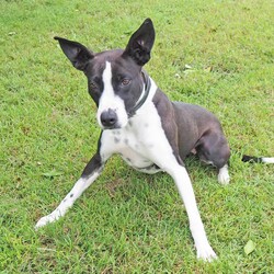 Mishka/Border Collie / Staffordshire Bull Terrier/Female/3 Years 1 Month,Hey there, I'm Mishka! I'm an adult girl on the hunt for my new forever home. Life hasn't always been easy for me, but I'm working hard to overcome my fears and embrace the world around me. I've grown so much in confidence during my shelter stay, I was lucky enough to go out into Foster Care where I went to the beach and made lots of new friends, people and other dogs! I have some really nice skills; the staff think I'm awfully smart (and pretty) I do my best to make their days easy and wait patiently until it's my turn for some fun. My ideal home will have an awesome family for me to love, plenty of things to sniff, some sun to roll around in, and perhaps a few nights in front of the TV when it gets super cold! So, are you ready to welcome a sweet, smart, and eager-to-learn girl like me into your life? With your love and support, I know I'll thrive and become the best companion you could ever ask for. Let's embark on this journey together—I promise it'll be a paw-some adventure filled with love, laughter, and endless cuddles. My adoption fee is $500 and I come desexed & microchipped, with my vaccinations, flea, tick & worming treatments all up to date. If you think I'm the sweet sweet girl you've been looking for, please give the Coffs Harbour shelter a call to organise a time for me to come back from foster care to meet you! XX Mishka