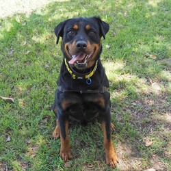 Ryder/Rottweiler/Male/6 Years 5 Months,Hello I'm Ryder, a fun-loving, entertaining & loyal boy looking for my forever home. I've been learning lots of new stuff here in shelter like impulse control, good manners & how to walk nicely on leash. I like quiet, sniffy walks, however you need to be aware that I am a strong boy so if I see something I want to approach when we're are walking, you're in for a good arm workout! My ideal life includes lots of yummy treats, kongs, lickimats and food puzzles, long quiet sniffy walks, soft toys, access indoors & outdoors (so I can hang out with you) and naps (preferably next to you). My favourite room is the kitchen because….. well food. I love food! Sometimes, when my shelter friends leave the door open a bit long I help to clean out the fridge. Especially chicken – I'm the best at cleaning up chicken. If I'm honest I feel this skill of mine is not fully appreciated 