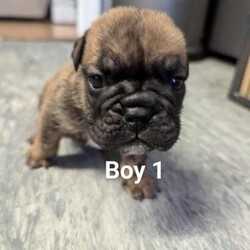 4 weeks old English Bulldogs/English Bulldog/Mixed Litter/6 weeks,I have 2 beautiful boys and 1 beautiful girl for sale all jags will be done wormed fleaed and microchiped KC registered van be seen with mum as she's out beautiful baby girl available after 30th September only because I want to have both jags done before they go any questions please ask