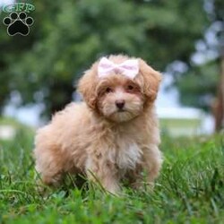 Dixie/Maltipoo									Puppy/Female	/10 Weeks,Meet Dixie, an adorable Maltipoo who is ready to fill your home with love and laughter. With her soft, luscious coat and bright, expressive eyes, this little lady is a little ball of fluff who will melt your heart the moment you meet her. This sweet girl is vet checked, up to date on vaccines and dewormers, and microchipped, ensuring that she’s in perfect health and ready to join her forever family.