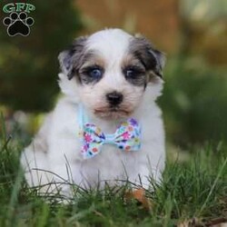 Onyx/Havapoo									Puppy/Male	/7 Weeks,Meet the most charming little puppy named Onyx a Havapoo puppy that’s sure to steal your heart! This little guy is a mix of Havanese and Poodle known for their small size, this makes Onyx the perfect cuddle buddy who fits right into your arms or a cozy spot on the couch. Havapoos are celebrated for their loving and affectionate nature, always ready to shower you with cuddles and kisses. With his hypoallergenic, curly coat, he’s not only adorable but also a great choice for families with allergies. This little guy is playful, intelligent, and eager to be your loyal companion, bringing endless joy and warmth into your home!