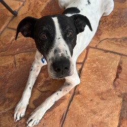 Avril/Great Dane/Female/9 Years 5 Months,Hi everyone, my name is Avril and I am a sweet gentle older gal who has been in the shelter environment for a while now and I am super excited to finally be able to meet my new potential forever family that are able to show me the world and teach me what love and security feels like. I will need a quiet and peaceful home where I can spent my days soaking up your attention and sleeping the day away, my new home will need to have minimal visitors and foot traffic as I am a nervous girl. I love to explore yards and sniff the grass, I even enjoy a nice roll in the grass every now and then. I am an easy going girl and once I form a relationship with you you become my world. I will need an adult only home as young ones are too unpredictable for me and their fast movements can startle me. My ideal home would be where I am the only dog, I tend to avoid dogs as they make me uncomfortable and I look to my person for support and guidance. We would need to avoid off leash areas as I would not enjoy any young boisterous dogs running up and attempting to play with me. I would prefer a nice quiet walk and then going home to nap and cuddle with my humans. If you are interested in giving this wonderful pet a home, please CLICK HERE to visit our website and complete an expression of interest. Requirements: 