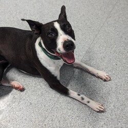 Mishka/Border Collie / Staffordshire Bull Terrier/Female/3 Years 1 Month,Hey there, I'm Mishka! I'm an adult girl on the hunt for my new forever home. Life hasn't always been easy for me, but I'm working hard to overcome my fears and embrace the world around me. I've grown so much in confidence during my shelter stay, I was lucky enough to go out into Foster Care where I went to the beach and made lots of new friends, people and other dogs! I have some really nice skills; the staff think I'm awfully smart (and pretty) I do my best to make their days easy and wait patiently until it's my turn for some fun. My ideal home will have an awesome family for me to love, plenty of things to sniff, some sun to roll around in, and perhaps a few nights in front of the TV when it gets super cold! So, are you ready to welcome a sweet, smart, and eager-to-learn girl like me into your life? With your love and support, I know I'll thrive and become the best companion you could ever ask for. Let's embark on this journey together—I promise it'll be a paw-some adventure filled with love, laughter, and endless cuddles. My adoption fee is $500 and I come desexed & microchipped, with my vaccinations, flea, tick & worming treatments all up to date. If you think I'm the sweet sweet girl you've been looking for, please give the Coffs Harbour shelter a call to organise a time for me to come back from foster care to meet you! XX Mishka