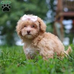 Dixie/Maltipoo									Puppy/Female	/10 Weeks,Meet Dixie, an adorable Maltipoo who is ready to fill your home with love and laughter. With her soft, luscious coat and bright, expressive eyes, this little lady is a little ball of fluff who will melt your heart the moment you meet her. This sweet girl is vet checked, up to date on vaccines and dewormers, and microchipped, ensuring that she’s in perfect health and ready to join her forever family.