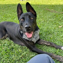 Winter/Mastiff / Australian Cattle Dog/Male/1 Year 9 Months,Hello lovely human! My name is Winter. I'm a super sweet, gentle calm dog with some great skills already under my belt! I can be a little shy at times, especially when I first experience new areas and things, but I'm willing to learn and not be so scared anymore. Maybe you could be my person to help me overcome my fears, walk beside me and give me the encouragement I need? My new home will ideally let me hang out indoors and out, and adult only household just so I can settle in a calmer environment. I will need to go to a home with another dog who can help me build my confidence. I am currently living with a foster carer where I am living with some doggie friends. Having canine companions in the home have helped me to build my confidence and offer me additional support I need in everyday life. Because I am living in a foster home at the moment, you will need to call the shelter to book an appointment to meet me. If you think a little cutie like me could be your new mate, give the shelter a call to arrange a time to come and meet me! Be sure to bring all members living in the household including any other dogs. XX Winter My adoption fee is $500 and I come desexed & microchipped, with my vaccinations & flea, tick and worming treatments all up to date