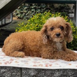 Ace/Maltipoo									Puppy/Male	/9 Weeks,Meet this beautiful Malti-poo puppy, who is waiting to meet you! Ace, is cute as a button, socialized, and friendly. He has a plush coat of the softest reddish hair.  He is being family raised with children and could be the perfect addition to your family. Vet checked and up to date on shots and de-wormer, Ace, comes home with a 30 day health guarantee as well as an extended genetic health guarantee, both provided by the breeders. Learn more and schedule your visit to meet Ace, by calling Daniel today!