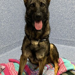 Luna/German Shepherd Dog/Female/2 Years 3 Months,Hi, I'm Luna, a spirited and loyal German Shepherd who fills every room with my vibrant energy and affection. With my striking coat and intelligent eyes, ready to be a devoted companion ready to join you in life's adventures. I hope that is with you! I have experienced unpredictability in my young life and would thrive in a loving home where I can be the center of attention. I am looking for a family that would appreciate my playful spirit and breed quirks. Tennis and soccer plays are some of my favourite toys. I LOVE playing fetch and taking breaks to splash in my shell pool, before getting back to our game and afterwards taking a big snooze in the sun. It would be great if my new family had breed experience and that the children in my life were older, able to read by cues when I need a break and help teach me to trade out my toys, as I can be a bit greedy with them during play. I would thrive in a home where my family is home more often to help me settle in and teach me that life can be predictable. I love people and can become frustrated when seeing them through barriers, without being able to reach them. It would be best if I had a solid fenced yard to feel safe and secure. I have been learning to make canine friends and love to go on social walks with calm and well socialised dogs, who are going to teach me their ways, however, can become boisterous in play and am unable to share a household with a canine companion. I may be able to learn, however for now it would be best if I was the only animal soaking up your love. Requirements: -Must meet all family – Children over 12 years  -Must be only animal – Indoor/Outdoor access -Breed experience – Someone home more often  –  Solid fencing I am eager to share my boundless love with a family who will appreciate my playful nature, enjoy long walks and make cherished memories filled with laughter and love. If you're looking for a loyal companion who will always be by your side, I am ready to bring a lifetime of happiness into your home. Head to the Hunter Shelter and the staff can help us meet. I can't wait to see you! Love and slobbery kisses, Luna