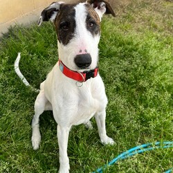 Adopt a dog:Harlo/Irish Wolfhound/Male/1 Year 2 Months,Hey there, my name is Harlo, and I am a sweet young wolfhoundX that is now on the lookout for my very own family! I would love to have a home that allows me both indoor and outdoor access, I can still learn indoor spaces but am gaining confident each day, I would love to be able to snuggle up on the couch with you of a night and have a nice secure backyard for me to spend the day playing and basking in the sun. I will need to meet all family prior to coming home, I can be a bit shy of new people but with some time and patience I warm up and love to play with you. Older children would be better so they can give me some time to settle in and adjust prior to asking too much of me, plus I am a larger boy who doesn't understand the power of my tail at times. I have meet some dogs here at the shelter and I am currently too overwhelmed to meet them appropriately, due to this I will need to be the only dog in the home. Working on my sociability is something we can do once I decompress form shelter life, we will just have to do it slowly and with known social dogs. Due to my breed, I find smaller animals very interesting and want to chase them, I will need to go to a home without smaller animals such as cats. chickens and rabbits. Requirements: -Must meet all family – No children under 12 -Only animal -Outdoor access If you think I could be the handsome man for you and your family, please head into the shelter today to say hi to me and have a play!! Love Harlo