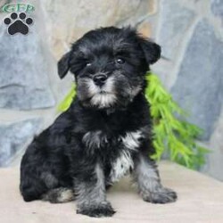 Darla/Miniature Schnauzer									Puppy/Female	/July 5th, 2024,Meet this adorable Miniature Schnauzer puppy with a natural tail and natural ears! This rare beauty comes up to date on shots and dewormer and vet checked! Both parents are our family pets and the puppies are very well socialized with children. If you are looking for a frisky, sweet, and attention motivated little puppy contact us today! 