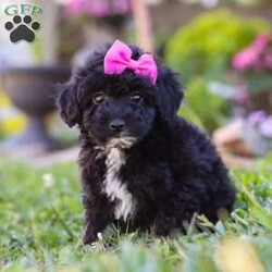 Violet/Miniature Poodle									Puppy/Female	/8 Weeks,Meet the most adorable AKC Mini Poodle puppy named Violet! Known for their intelligence and elegance, Poodles are more than just their curly coats they’re one of the most versatile and trainable breeds, making them a perfect fit for families, singles, or anyone looking for a best friend. If you’re looking for a loyal, intelligent, and loving companion you have come to the right place.