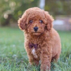 Bolt/Cavapoo									Puppy/Male	/8 Weeks,Meet your new best friend Bolt! This handsome Cavapoo puppy is ready to find a loving home and fill your life with joy. Bolt has a sweet temperament, he is super intelligent, and has a low shedding hypoallergenic coat, making him the perfect addition to any family that opens their hearts and arms to him.