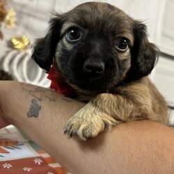 Adopt a dog:Foxy/Tibetan Spaniel/Female/Baby,Everyone, meet Foxy, the adorable puppy with a heart of gold! Foxy is a friendly and funny little pooch with lots of love to give. She is gentle, loyal, and playful, and she's always up for an adventure. Despite her small size, Foxy has a big personality and is always eager to learn new things and make new friends. She is great with children and would make an excellent addition to a family who is looking for a new furry member. Foxy is quiet and affectionate and will be your best friend from the moment you meet her. She is a very curious dog, and will explore and sniff around everywhere she goes. She loves a good snuggle and often gets told that she is the best cuddler in the world. If you're looking for a furry friend who will stick by your side through thick and thin, Foxy is the one for you! Come and meet her today and be prepared to fall in love.