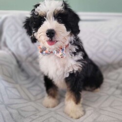 Maximus/Bernedoodle									Puppy/Male	/12 Weeks,Meet Maximus, one of our cute mini bernedoodle puppies. He has a sponky -sweet disposition. He is great with children and other animals. Hercules is expected to weigh approximately 30-40 lbs. He comes with his certification from the vet, his first set of vaccinations, up to date on dewormer, and a puppy starter kit. He has also been introduced to potty training.