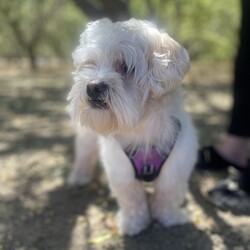 Adopt a dog:Templeton/Maltese/Male/Adult,Templeton is a sweet 4 year old boy.  He lost his mom recently and is living with a family member who can't care for him long term.  Templeton is friendly and loves to go on a walk.  He does have one issue, he doesn't want to be picked up or toughed on his back end or under his belly.  This also makes grooming difficult.  He did have a good relationship with a groomer at one time so he can build up trust given the chance.  He allows his current caretaker pick him up, she has also gained his trust.  So this boy needs someone who can love him on his terms, and he is sooooo loving.  But also advocate for him with others so he doesn't react negatively to someone just trying to say Hi.