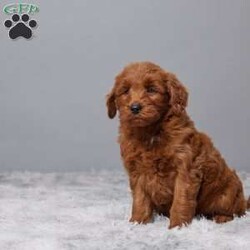 Ellie/Mini Goldendoodle									Puppy/Female	/7 Weeks,Meet Ellie, a delightful Mini Goldendoodle with a heart full of love and a playful spirit. Raised with care in a warm family setting, she’s been surrounded by love from day one. Ellie is healthy, having been vet checked, microchipped, and kept up to date on her vaccines and dewormer. She’s ready to bring joy, cuddles, and wagging tails to her new forever home. If you’re looking for a sweet, loyal companion who will brighten your days with her happy energy, Ellie is the perfect match for your family. Don’t miss out on bringing this bundle of joy into your life!