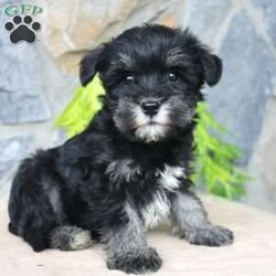 Darla/Miniature Schnauzer									Puppy/Female	/July 5th, 2024,Meet this adorable Miniature Schnauzer puppy with a natural tail and natural ears! This rare beauty comes up to date on shots and dewormer and vet checked! Both parents are our family pets and the puppies are very well socialized with children. If you are looking for a frisky, sweet, and attention motivated little puppy contact us today! 