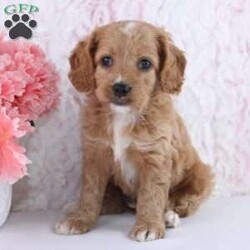 Anisa/Cockapoo									Puppy/Female	/7 Weeks,To contact the breeder about this puppy, click on the “View Breeder Info” tab above.