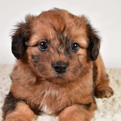 Beau/Shih-Poo									Puppy/Male	/7 Weeks,Meet Beau the Shihpoo Boy! With his stunning Chocolate Merle hair coat, he is super fluffy and loves cuddling! He has a sweet personality that is friendly and loves everyone, making him a great fit to any family!