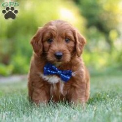 Brett/Goldendoodle									Puppy/Male	/8 Weeks,Meet Brett, the handsome F1 Mini Goldendoodle! He is the perfect blend of Poodle and Goldendoodle puppy, with soft curls that bounce with every step he takes. His twinkling eyes mirror the mischief he gets into, and his little tail never stops wagging, spreading joy wherever he goes. With his endearing puppy eyes and a penchant for cuddles, he loves playtime and learning new tricks to impress his favorite humans. With this little one around, every day is a new adventure filled with puppy love and endless tail wags!