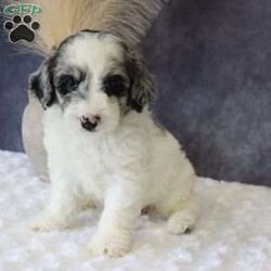 Gigi/Mini Sheepadoodle									Puppy/Female	/9 Weeks,Meet GiGi a sweet and loving Mini Sheepadoodle ready to bring joy to her new forever home! She is well-socialized and loves being around people. She Will be vet checked and is also up to date on all her vaccines and dewormer, ensuring She is healthy and ready for her new adventure. Contact Carrie today for more details about her personality and the process of bringing her home with you!