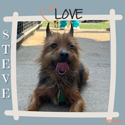 Adopt a dog:Steve/Yorkshire Terrier/Male/Senior,Meet Steve: Your New Best Friend and Family Buddy!

Hi there! I’m Steve, a 7-year-old sweetheart who’s on the lookout for my forever home. I used to go by the name Lunchbox when I was down in Texas, but now that I’m up here and out of the heat, I’m ready for a fresh start!

A Bit About Me:

Age: 7 years young
Special Traits: Sweet, loving, and a big fan of children
My Personality: I’m a charming boy with a heart full of love. I’ve had a bit of a journey, having once lived with a family and now finding myself in a wonderful foster home. I’ve had a blast there, hanging out with dogs, cats, and especially kids—I absolutely adore children! I’m potty trained, house trained, and always ready for fun.

My Quirks: I might have a touch of FOMO (Fear of Missing Out), but it’s just because I want to be part of all the cool things you’re doing. I’ll be your loyal sidekick and make sure we never miss an adventure together!

What I’m Looking For: I’m searching for a loving family who will appreciate my sweet nature and include me in all their activities. I promise to bring joy, love, and a little bit of playful enthusiasm into your home.

If you’re ready for a wonderful companion who will be thrilled to join you in every activity and offer endless affection, I’m your guy! Apply to adopt Steve today and let’s start our new adventure together!