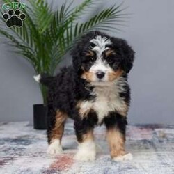 Tiger/Mini Bernedoodle									Puppy/Male	/7 Weeks,Meet Tiger, the sweetest Mini Bernedoodle boy you’ll ever find! This little guy is full of love and energy, ready to brighten your days with his playful spirit. Raised in a family setting, Tiger is used to lots of attention and affection. He’s been vet checked, microchipped, and is up to date on all his vaccines and dewormer, so he’s ready to join his forever family. Whether you’re looking for a fun companion or a snuggle buddy, Tiger’s gentle and loving nature will win you over. Don’t miss the chance to bring home your new best friend!