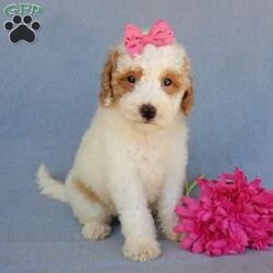 Emmy/Mini Goldendoodle									Puppy/Female	/9 Weeks,Prepare to fall in love !!! My name is Emmy and I’m the sweetest little F1b mini goldendoodle looking for my furever home! One look into my warm, loving eyes and at my silky soft coat and I’ll be sure to have captured your heart already! I’m very happy, playful and very kid friendly and I would love to fill your home with all my puppy love!! I am full of personality, and I give amazing puppy kisses! I stand out way above the rest with my beautiful red and white coat! I will come to you vet checked, microchipped and up to date on all vaccinations and dewormings . I come with a 1-year guarantee with the option of extending it to a 3-year guarantee and our puppies also come with 30 days of pet insurance! My mother is Sadie, our 35#mini goldendoodle with a heart of gold and my father is Atlas, our handsome 16#AKC red abstract mini poodle and he has been genetically tested clear! Both of my parents are very sweet and kid friendly which will make me the same and they are available to meet!! I will grow to approx 20-25# and I will be hypoallergenic and nonshedding! Why wait when you know I’m the one for you? Call or text Martha to make me the newest addition to your family and get ready to spend a lifetime of tail wagging fun with me! (7% sales tax on in home pickups)