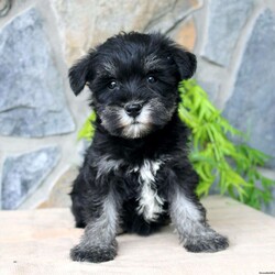 Darla/Miniature Schnauzer									Puppy/Female	/July 5th, 2024,Meet this adorable Miniature Schnauzer puppy with a natural tail and natural ears! This rare beauty comes up to date on shots and dewormer and vet checked! Both parents are our family pets and the puppies are very well socialized with children. If you are looking for a frisky, sweet, and attention motivated little puppy contact us today! 