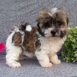 Lily/Havanese									Puppy/Female	/8 Weeks,Hi, im a Havanese puppy. I am looking forward to meeting you! I am up to date with my immunizations, my wormer medications, and I have a Micro-chip so that I can be easily identified if I ever become lost! 