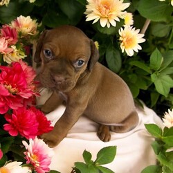 Adopt a dog:Hans Solo/Puggle/Male/Baby,THE FOLLOWING PET IS BEING FOSTERED NEAR FORT COLLINS, CO!

In a galaxy not so far away, a charming puggle named Hans Solo is ready to steal your heart and make a grand entrance into your life. Born on July 30, 2024, Hans Solo is one of eight Star Wars puppies, each with their own special charm. His courageous mama, Tattooine, gave birth at the shelter after being abandoned as a pregnant stray. Just one day later, Hans Solo and his siblings were rescued and brought to a loving foster home in Fort Collins, CO.

Hans Solo lives up to his name with a confident and adventurous spirit. With his striking coat and playful demeanor, he’s always ready for a new escapade, whether it’s a game of fetch or exploring every nook and cranny of his surroundings. His fun-loving personality and affectionate nature make him the perfect partner for anyone looking for a loyal and lively companion. As he grows, Hans Solo will continue to bring joy and excitement to every day. He’ll be ready to embark on his next great adventure with his forever family when he turns 8 weeks old. Are you ready to add this little adventurer to your crew? The stars have aligned for this special bond.

OUR DOGS ARE FOSTERED IN TEXAS OR COLORADO BUT AVAILABLE FOR ADOPTION AND TRANSPORT OUT OF STATE. Read below for more information.

All of our dogs are located in a foster home in Texas or Colorado. Our dogs are transported to a predetermined location agreed upon by the rescue. The adoption contract and fee are finalized prior to transport. As a Mutts N Such direct adoption, the adoption interview/meet and greet occurs on video call (Skype, FB Messenger call, Facetime, etc.).

Our out of state adoption fee is $350 plus transport (varies by location). This fee includes all current vaccinations, deworming, a registered microchip, fecal analysis, spay/neuter for pets 6 months & older, and a heartworm test if over 6 months old. All dogs will be current on flea/heartworm prevention. A health exam will be completed and a certificate issued by a veterinarian within 10 days of departure.

If you are interested in adopting, please complete our application:

https://petstablished.com/adoption_form/57167/generic

Note: MNS reserves the right to deny any application that is deemed unsuitable for the animal. Please be aware that our animal adoptions are NOT on a first come- first serve basis. Our sole purpose is to find the best possible home for the animals that fall under our care.