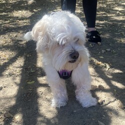 Adopt a dog:Templeton/Maltese/Male/Adult,Templeton is a sweet 4 year old boy.  He lost his mom recently and is living with a family member who can't care for him long term.  Templeton is friendly and loves to go on a walk.  He does have one issue, he doesn't want to be picked up or toughed on his back end or under his belly.  This also makes grooming difficult.  He did have a good relationship with a groomer at one time so he can build up trust given the chance.  He allows his current caretaker pick him up, she has also gained his trust.  So this boy needs someone who can love him on his terms, and he is sooooo loving.  But also advocate for him with others so he doesn't react negatively to someone just trying to say Hi.