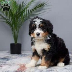 Tiger/Mini Bernedoodle									Puppy/Male	/8 Weeks,Meet Tiger, the sweetest Mini Bernedoodle boy you’ll ever find! This little guy is full of love and energy, ready to brighten your days with his playful spirit. Raised in a family setting, Tiger is used to lots of attention and affection. He’s been vet checked, microchipped, and is up to date on all his vaccines and dewormer, so he’s ready to join his forever family. Whether you’re looking for a fun companion or a snuggle buddy, Tiger’s gentle and loving nature will win you over. Don’t miss the chance to bring home your new best friend!