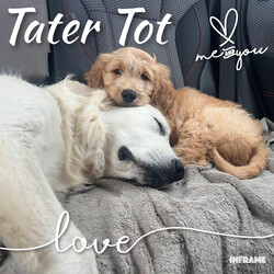 Tater Tot/Goldendoodle/Male/Baby