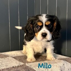 Outstanding ¾ Cavalier King Charles Spaniel pups./Cavalier King Charles Spaniel/Mixed Litter/9 weeks,** We have 2 tri-colour boys and 1 black and tan girl left. **

Mum is Cava-Jack, Dad is a pure Cavalier who is fully health screened. Both parents have amazing temperaments. The pups look entirely Cavalier and have the delightful natures to match.

They cover the full Cavalier colour spectrum;

• Blenheim
• Ruby
• Tri-colour
• Black & tan

Both genders are available to 5* loving family homes. They will make the most amazing family friends and equally beautiful companions for older or retired people.

Mum was wormed with Panacur from day 40 of her pregnancy, and the puppies have been wormed at the recommended intervals, all in line with guidelines. Microchips will of course be given.

These gorgeous puppies have been reared with the greatest care and attention to detail. A varied and healthy diet is being given to ensure they get the best start in life possible.

Please get in touch for any and all enquiries. Many thanks for looking.