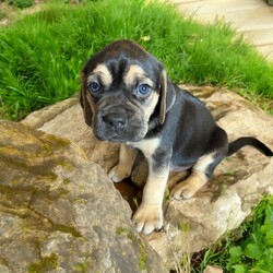 Adopt a dog:Vader/Puggle/Male/Baby,THE FOLLOWING PET IS BEING FOSTERED NEAR FORT COLLINS, CO!

In a galaxy not so far away, a bold puggle named Vader is ready to embark on his journey to find a forever home. Born on July 30, 2024, Vader is one of eight Star Wars puppies, each with a unique personality. His brave mama, Tattooine, gave birth at a shelter after being abandoned as a pregnant stray. Just one day after entering the world, Vader and his siblings were rescued and brought to a loving foster home in Fort Collins, CO.

Vader is a spirited and playful pup with a striking coat and a mischievous charm that sets him apart. While he may have a name that echoes a dark side, Vader’s heart is pure and full of love. He’s quick to engage in a game of tug-of-war or chase, and he has a knack for turning everyday moments into epic adventures. As he grows, Vader’s playful energy and strong personality will make him the perfect companion for someone who appreciates a little bit of spunk with their snuggles. Vader will be ready to join his forever family when he turns 8 weeks old. Are you ready to welcome this little force of nature into your life? The adventure awaits.

OUR DOGS ARE FOSTERED IN TEXAS OR COLORADO BUT AVAILABLE FOR ADOPTION AND TRANSPORT OUT OF STATE. Read below for more information.

All of our dogs are located in a foster home in Texas or Colorado. Our dogs are transported to a predetermined location agreed upon by the rescue. The adoption contract and fee are finalized prior to transport. As a Mutts N Such direct adoption, the adoption interview/meet and greet occurs on video call (Skype, FB Messenger call, Facetime, etc.).

Our out of state adoption fee is $350 plus transport (varies by location). This fee includes all current vaccinations, deworming, a registered microchip, fecal analysis, spay/neuter for pets 6 months & older, and a heartworm test if over 6 months old. All dogs will be current on flea/heartworm prevention. A health exam will be completed and a certificate issued by a veterinarian within 10 days of departure.

If you are interested in adopting, please complete our application:

https://petstablished.com/adoption_form/57167/generic

Note: MNS reserves the right to deny any application that is deemed unsuitable for the animal. Please be aware that our animal adoptions are NOT on a first come- first serve basis. Our sole purpose is to find the best possible home for the animals that fall under our care.