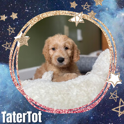 Adopt a dog:Tater Tot/Goldendoodle/Male/Baby,Meet Tater Tot: Your New Best Friend!

Hello, future family! I’m Tater Tot, a 10-week-old Goldendoodle with a heart as big as my puppy eyes. I may be missing a front leg, but that doesn’t slow me down one bit—I'm a little hop-and-skip champion! I’m as sweet and loving as they come, and I’m ready to bring joy and snuggles into your life.

A Bit About Me:

Age: 10 weeks
Weight: 15 pounds of pure cuteness
Breed: Goldendoodle
Special Trait: I have a front leg amputation, but it doesn’t hold me back. I walk and hop around with ease and a big smile!
My Personality: I’m incredibly affectionate and love giving and receiving cuddles. I get along fabulously with other dogs and am eager to make new friends. While I’m still working on my potty training, I’m a fast learner and with a bit of patience, I’ll be a pro in no time.

What I Need:

Confidence Building: I’m learning to navigate stairs and embrace new adventures. With your encouragement and a bit of patience, I’ll grow into a confident, happy pup.
A Loving Home: I thrive in a loving environment where I can continue to learn and grow.
If you’re looking for a furry friend who will fill your life with love and joy, I’m your guy! I may have a unique story, but I promise I’m as perfect as they come. Let’s start this amazing journey together—apply to adopt me today!