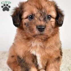 Beau/Shih-Poo									Puppy/Male	/7 Weeks,Meet Beau the Shihpoo Boy! With his stunning Chocolate Merle hair coat, he is super fluffy and loves cuddling! He has a sweet personality that is friendly and loves everyone, making him a great fit to any family!