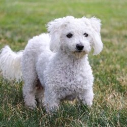 Rex/Bichon Frise									Puppy/Male	/7 Weeks,Meet Rex, the sweetest little Bichon boy with a heart as big as his fluffy coat! This little guy is more than just a pretty face he’s a bundle of love and personality wrapped in a pint-sized package. Whether he’s romping around with his toys or curling up in your lap for a cozy nap, this pup knows how to make every moment special. His gentle demeanor and curious spirit make him the perfect companion for any family, ready to bring happiness into your home.