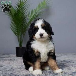 Bliss/Mini Bernedoodle									Puppy/Female	/9 Weeks,Woof woof! Hi there, I’m Bliss, your future best friend! I’m a mini Bernedoodle, which means I’m the perfect blend of playful energy and cuddly sweetness.