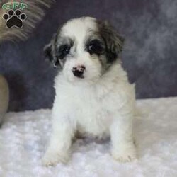 Gigi/Mini Sheepadoodle									Puppy/Female	/7 Weeks,Meet GiGi a sweet and loving Mini Sheepadoodle ready to bring joy to her new forever home! She is well-socialized and loves being around people. She Will be vet checked and is also up to date on all her vaccines and dewormer, ensuring She is healthy and ready for her new adventure. Contact Carrie today for more details about her personality and the process of bringing her home with you!