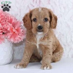 Anisa/Cockapoo									Puppy/Female	/7 Weeks,To contact the breeder about this puppy, click on the “View Breeder Info” tab above.