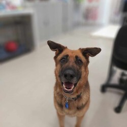 Cola/German Shepherd Dog/Female/5 Years 3 Months,Hello there! My name is Cola, I’m a 5 year old German Shepherd on the lookout for my furever home. Will it be with you? I’m a loving and gentle giant, but I can be a bit shy and sensitive. I’m looking for a special home where I can truly thrive. I’d be happiest in a household without children under 6 years old, as I need someone who understands my need for space and can approach me slowly and gently. I’m a breed that requires a lot of mental and physical stimulation, so an experienced owner who knows the ins and outs of German Shepherds is important.  I also prefer to be the only dog in the home since I can be reactive towards other dogs. Ongoing training is important for me, as I’m still building my confidence and need help managing my nervousness and touch sensitivity. A person who can offer consistent training and support will be ideal. Additionally, I do best in a home where someone is around more often than not, as I’ve shown some stress when left alone for extended periods. If you’re someone who can provide a calm and understanding environment, and you’re willing to invest in helping me become the best version of myself, I think we could be a great match. I’m excited to meet you and start our journey together! I really hope you'll be a match with me! Lots of love, Cola xx