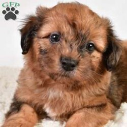 Beau/Shih-Poo									Puppy/Male	/7 Weeks,Meet Beau the Shihpoo Boy! With his stunning Chocolate Merle hair coat, he is super fluffy and loves cuddling! He has a sweet personality that is friendly and loves everyone, making him a great fit to any family!