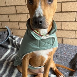 Adopt a dog:Emmy/American Staffordshire Terrier/Female/1 Year 1 Month,Hello, my name is Emmy. I am a beautiful 1 year old little lady looking for a loving home. I haven't had a whole lot of luck in my life, but I am ready to start a new chapter. I am a quiet girl and can be shy, but I am gentle and respectful in the presence of humans. At times I can become a bit overwhelmed. I would like a quiet household, a warm soft bed and somewhere in the home that I can call my 