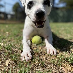 Zelda/Staffordshire Bull Terrier/Female/4 Years,Hello, I'm Zelda, a magical black and white Staffy girl with a heart full of sweetness.  I may not cast spells, but I do have a few enchanting qualities that make me a wonderful companion. Let me introduce myself! I'm on a quest to find a loving home that understands my unique needs and appreciates my magical charm. I'm a sweet girl, but I can be quite excitable. I need someone who can read my body language and help me manage my energy. While I'm a sweetheart, I prefer a home with older children who can interact with me appropriately and understand my need for space when I'm excitable. I enjoy social walks with other dogs, but I am very picky with who my friends are, for this reason I would not be suited to a home with a resident doggo.  I adore having the freedom to choose whether I want to lounge indoors or have a grand adventure in the great outdoors. I have a few hobbies that make me who I am. I love a good run around to stretch my legs and have some fun. Playtime is a must to keep me happy. I'm a clever girl who enjoys activities that keep my mind busy and challenge me. I'd love to learn new tricks and keep my brain engaged. My enchanting personality is my most significant feature. I'm loving, loyal, and eager to be your best friend. I communicate a lot through my body language. I'll let you know when I'm excited or need some me-time. I may be full of energy and excitement, but with the right owner and a little guidance, I'll be the most lovable companion you've ever met. I am currently hanging out in a lovely foster home. I can't wait to share my enchanting nature and sweet spirit with my new family.  Love xxx Zelda Please fill out an Expression of Interest form for me! -Experienced owner -Must be only dog -No kids under 15 -No pocket pets -Indoor/outdoor access -Secure fencing Free vet consult at adoption