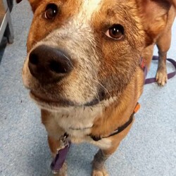 Adopt a dog:Frank/Australian Cattle Dog / American Staffordshire Terrier/Male/1 Year,Hello! My name's Frank. What's yours? I am a well-mannered young man who is on the lookout for a human or humans to join on your adventures and to be your best buddy at home. I have spent a little time here at the shelter and during this time the staff have seen me grow from a slightly timid kid to a confident, chilled out young man. Well, most of the time. Sometimes I can get a bit excited and bouncy – because of this I'd be best suited to a family aged 12 yrs and up so that I don't bounce someone over accidentally. I have a happy nature – I can't wait for you to get to know me! My favourite things are playing with toys and going on walks with my doggy friends. If you have a dog at home, please bring them in to meet me to make sure we are a good match! I’ve heard about something called a “backyard,” and it sounds like a dream! An area all for me to run around, climb, sniff, and explore; at the shelter we have grass yards, but I have to share them with all the other doggies. Sigh. But don’t think I’m just an outdoor adventurer; I also love lounging inside, playing with my toys, or chasing butterflies in my dreams. I would not be suited to a home with cats or pocket pets. I would suit a full time worker if you have time to settle me into my new home. Lastly! What are you waiting for? Yours, Frank -Must meet all dogs -No pocket pets or cats -No children under 12